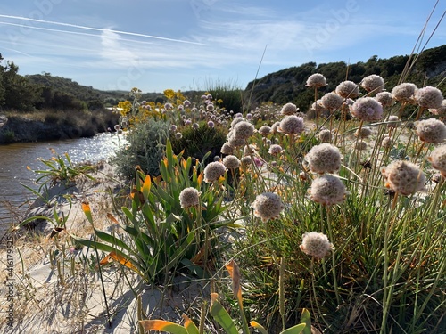 flowers on the shore