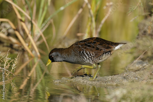 Sora
