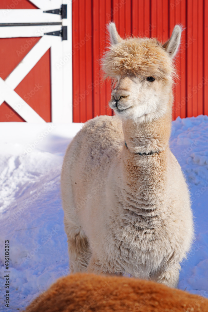 Fototapeta premium Winter view of furry alpaca in the snow in a farm in New Jersey in front of red barn door