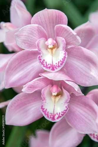 Pink orchid  USA