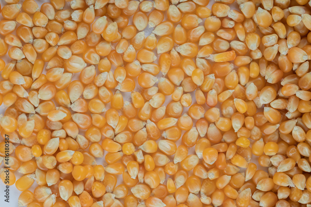 Heap of raw popcorn grains texture background Heap of raw popcorn grains texture background