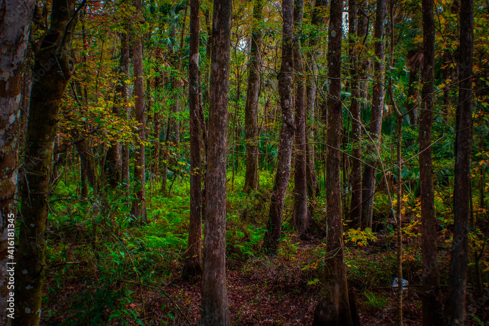 Florida forests in the Winter months