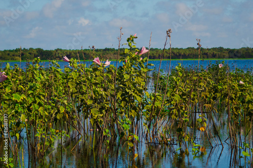 Wild Swamp Flower