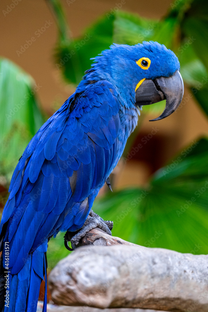 Hyacinth Macaw Hyacinth Macaw
