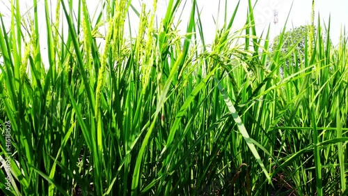 Thai agricultural lifestyle concept Rural agriculture lifestyle for farming. Green rice plants are growing in paddy fields. The rice plant swaying in the wind.