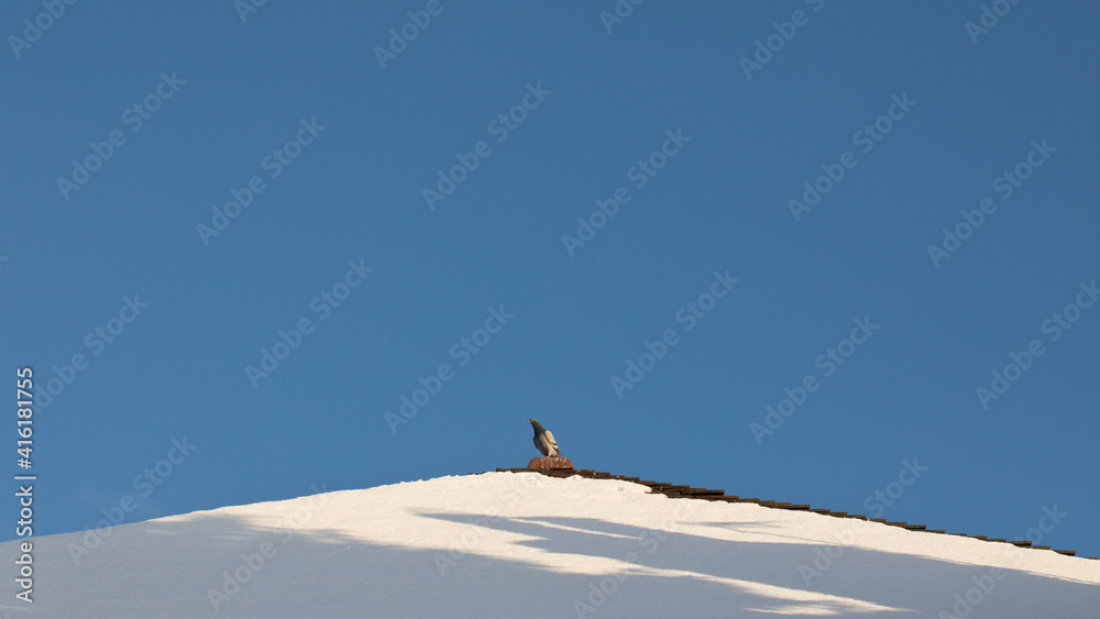 Pigeon on a snow covered roof in winter