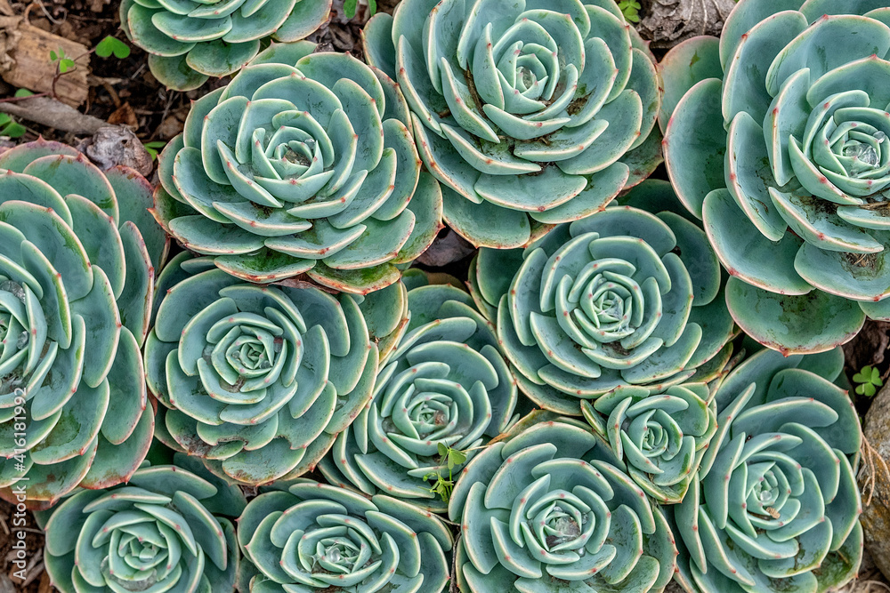 Stonecrop plant, Echeveria Stonecrop plant, Echeveria