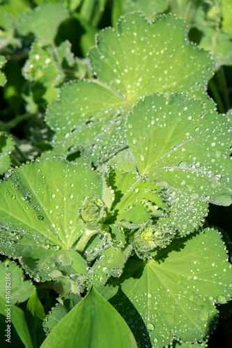 Lady's Mantle, Alchemilla