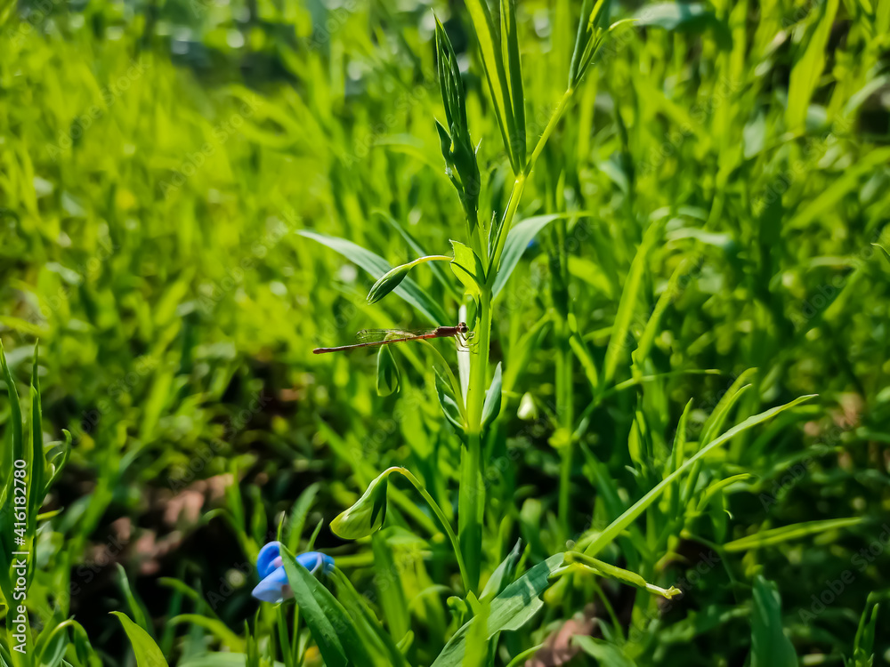 The insect family Coenagrionidae is placed in the order Odonata and the suborder Zygoptera. The Zygoptera are the damselflies, which although less known than the dragonflies, are no less common. The insect family Coenagrionidae is placed in the order Odonata and the suborder Zygoptera. The Zygoptera are the damselflies, which although less known than the dragonflies, are no less common.
