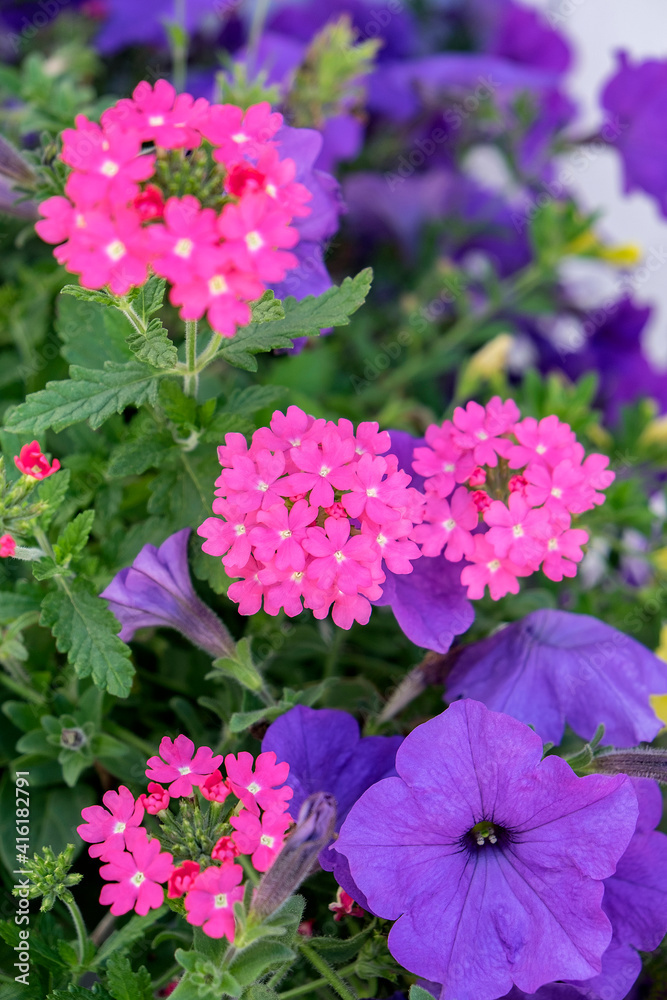 Pink Verbena and purple petunias, USA