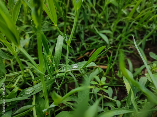 Lathyrus sativus, also known as grass pea, chickling pea, Indian pea, white pea and white vetch, is a legume commonly grown for human consumption and livestock feed in Asia and East Africa. © Sandipan Panja