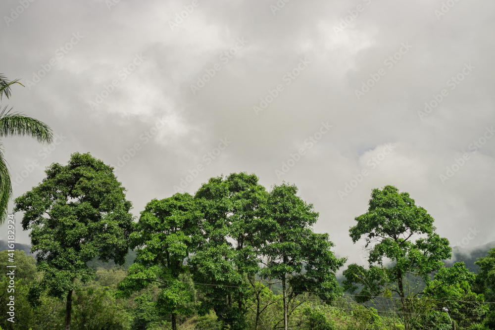 grey clouds over the forest 4 four ttrees