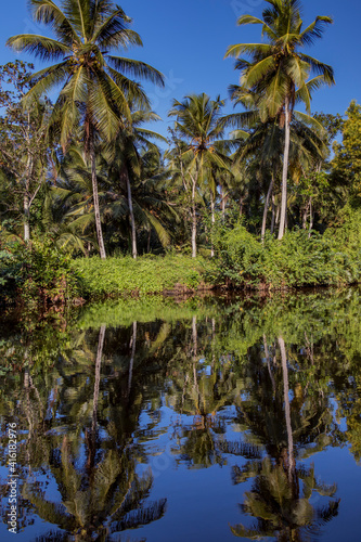 trees on the river in Sri Lanka