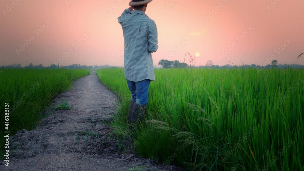 Asian male farmer navigating a rice field using a tablet device to take notes. While the sun sets. Smart farmer Concept Asian male farmer navigating a rice field using a tablet device to take notes. While the sun sets. Smart farmer Concept
