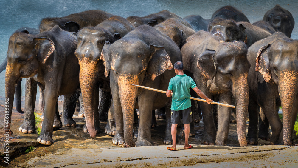 Fototapeta premium Elephants in Sri Lanka after river bath