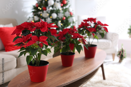 Beautiful poinsettia on wooden table in living room, space for text. Traditional Christmas flower