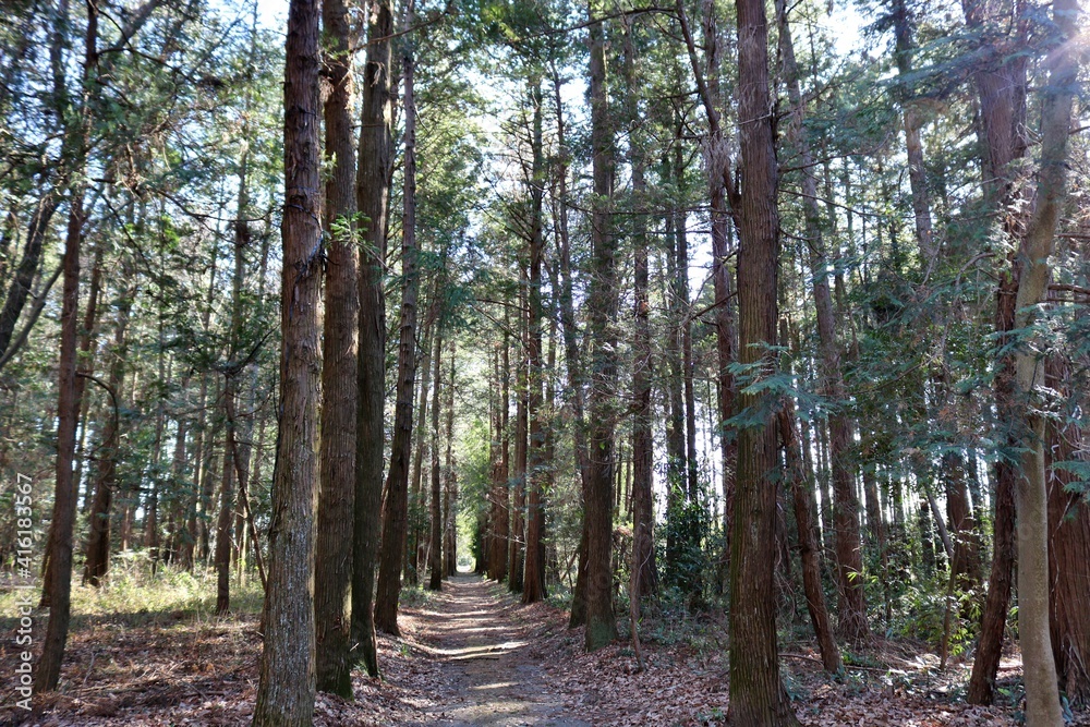 Obraz premium 林の中 参道 風景