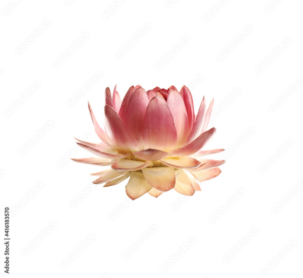 Beautiful blooming helichrysum flower isolated on white
