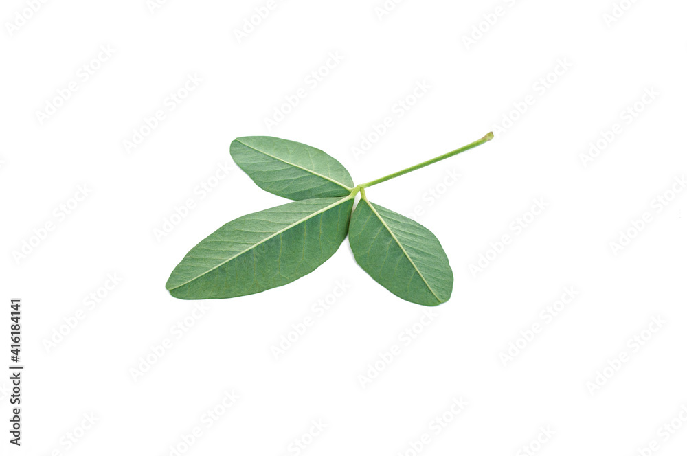 Green leaves on a white background, tropical plants Green leaves on a white background, tropical plants