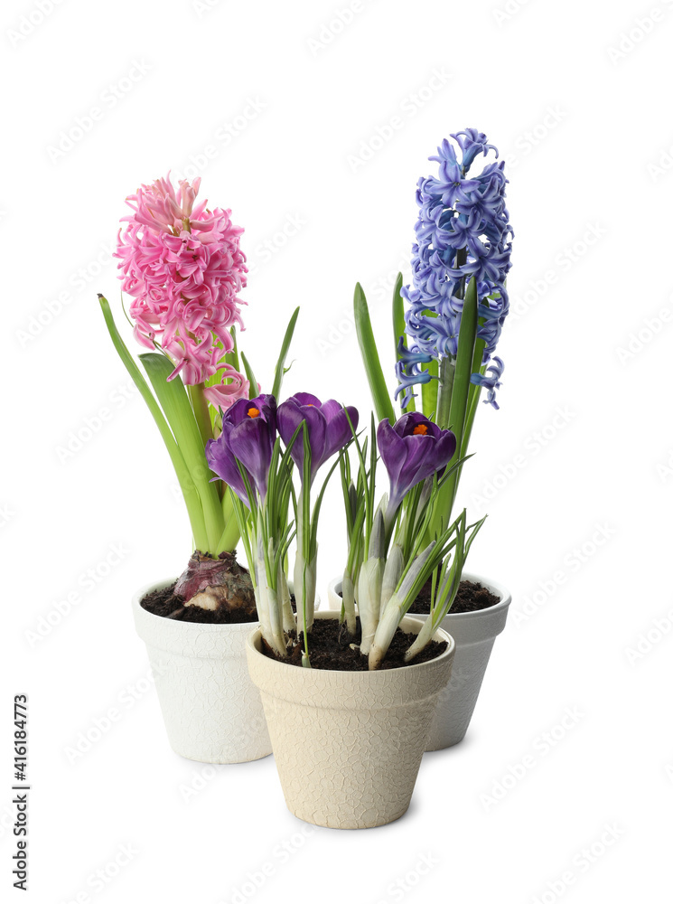 Different beautiful potted flowers on white background