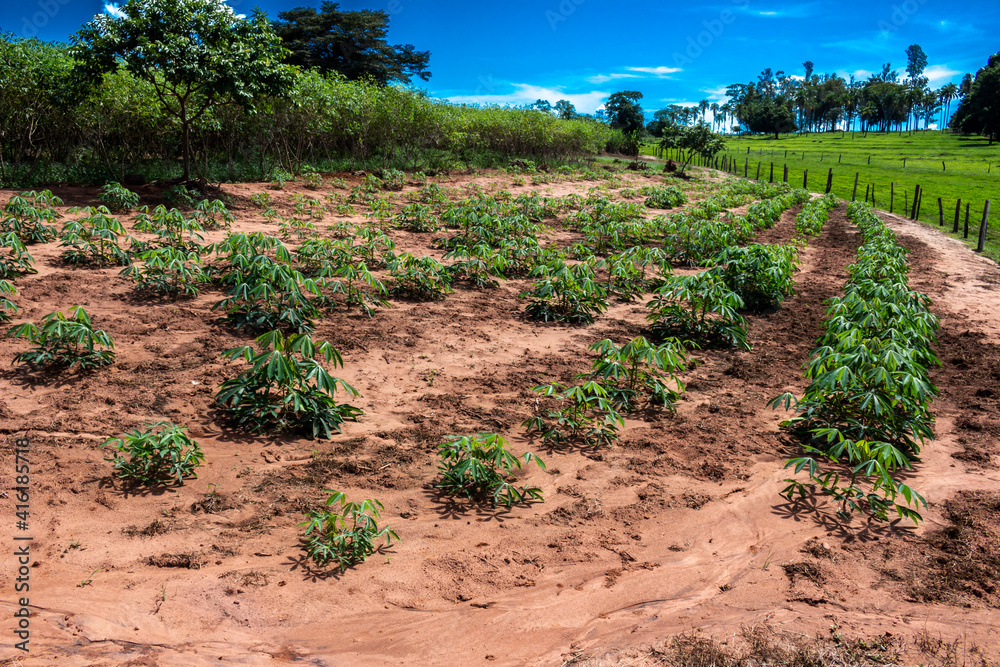 Cassava or manioc plant field on little familiar farm in Brazil