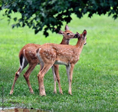 Two deer fawns nuzzling under tree