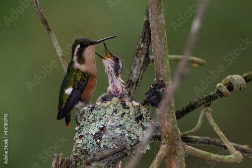 Emerald woodstar nest. Ruta del colibri, Ayampe, Manabi. Fundación Jocotoco.  photo