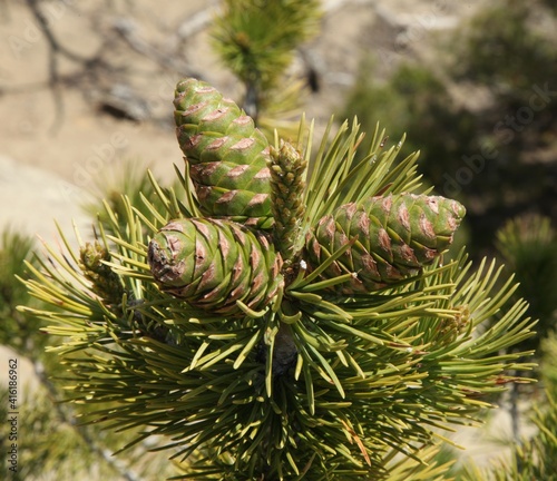 Limber Pine (Pinus flexilis) cones in Weatherman Draw, Montana