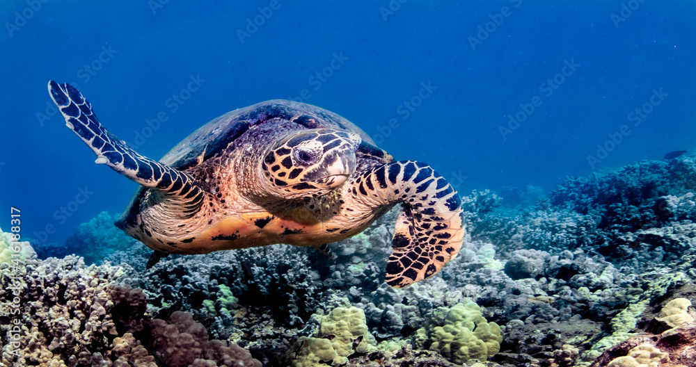 Obraz premium hawksbill sea turtle