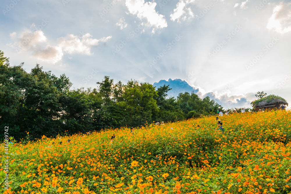 Obraz premium 올림픽공원 들꽃마루 