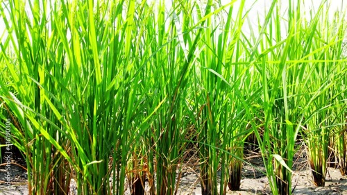 Thai agricultural lifestyle concept Rural agriculture lifestyle for farming. Green rice plants are growing in paddy fields. The rice plant swaying in the wind.