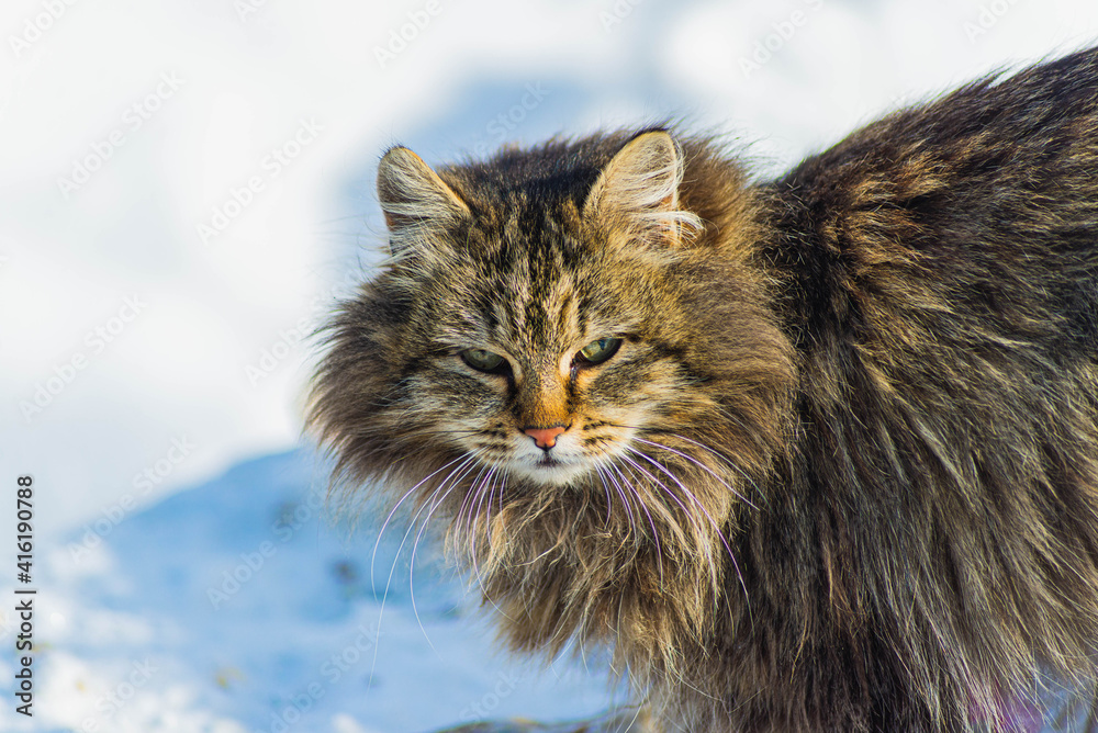 A homeless fluffy cat on a frosty sunny day in a cold winter