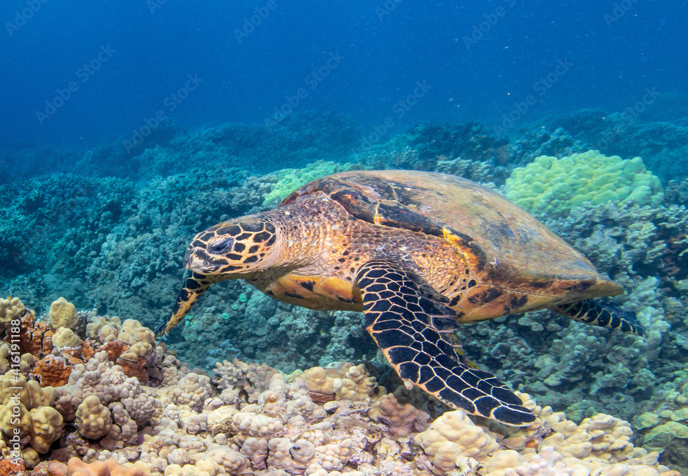 Fototapeta premium turtle