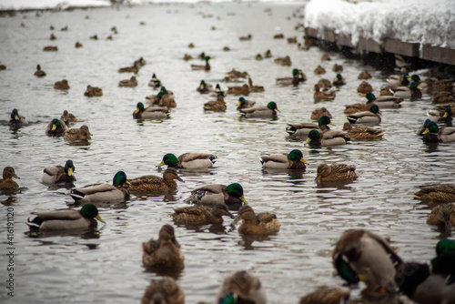 mallard duck in winter swimming in the waters of a warm river