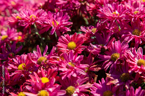 bright fuchsia chrysanthemum, close up © James S. Cowan