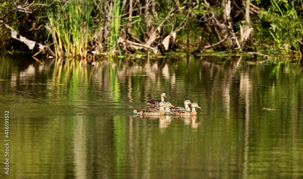 Mallard - The most abundant and widespread of all waterfowl, the mallard is also the most hunted game bird. Mallard - The most abundant and widespread of all waterfowl, the mallard is also the most hunted game bird.