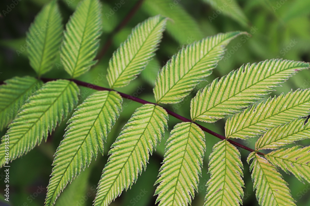 Background of a green false spirea leaves Background of a green false spirea leaves