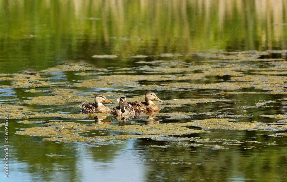Mallard - The most abundant and widespread of all waterfowl, the mallard is also the most hunted game bird.	