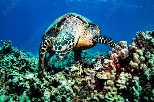hawksbill turtle on the reef