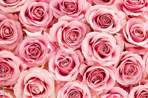 Natural pink roses ackground.