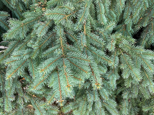 close-up view of pine tree needles branches evergreen wreath stems for holiday use