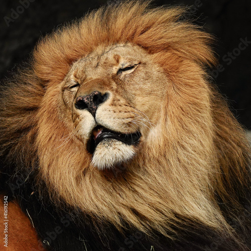 portrait of a lion