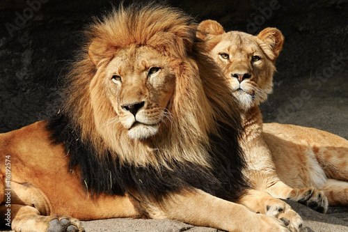 male lion and lioness photo