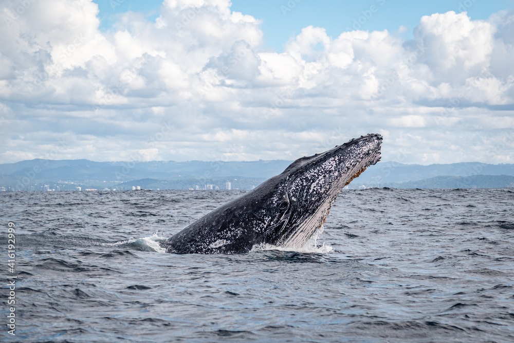 Fototapeta premium Whale head lunge on the Gold Coast, Queensland Australia 