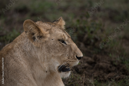 African Lion portrait