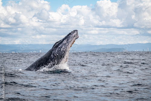 Whale head lunge on the Gold Coast, Queensland Australia  © Amanda
