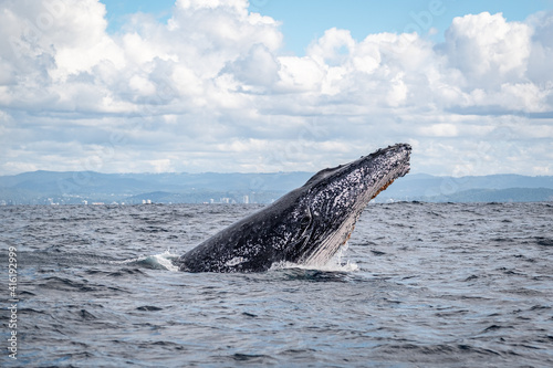 Whale head lunge on the Gold Coast, Queensland Australia  © Amanda