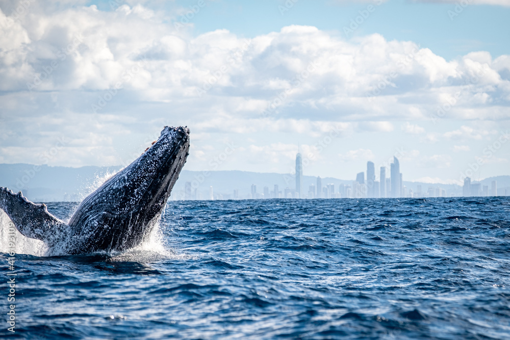 Fototapeta premium Whale on the Gold Coast, Queensland Australia