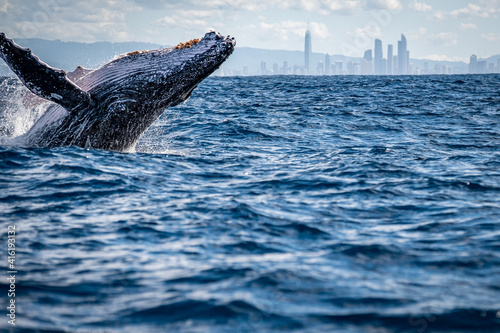 Whale breach on the Gold Coast, Queensland Australia  photo