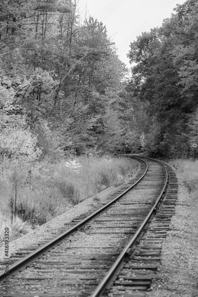 Railroad track through a forest of trees
